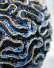 Images Shw6000-0745_11.jpg